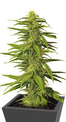 K-2 fem (Nirvana Seeds) семена конопли
