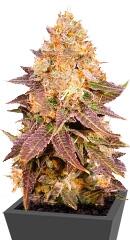 Lavender Best fem (Bulk Seed Bank)