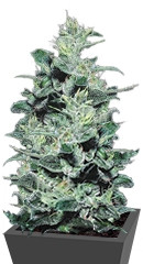 Nebula fem (Paradise Seeds)