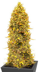 Orange Buddy Auto fem (Herbies Seeds)