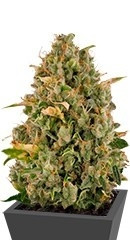 Royal Moby fem (RQS)