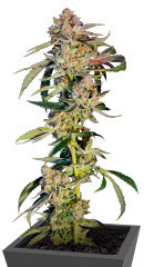 Super Boof fem от Barney's Farm семена конопли