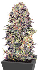 Vision Kush Auto Fem (Vision Seeds)