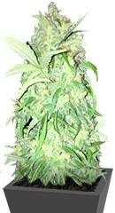 AK Full Auto fem (Sumo Seeds)