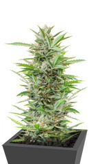 Auto Glueberry O.G. fem (Dutch Passion)