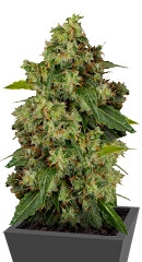 Auto Xtreme fem (Dutch Passion)