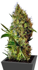 Big Devil Auto fem (Sweet Seeds)