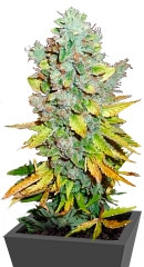 Cream Caramel Auto fem (Sweet Seeds)