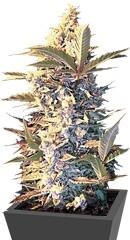 Auto East Ryder fem (Bulk Seed Bank)