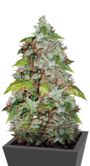 Lowryder Auto Fem (Vision Seeds)