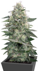 Mandala #1 regular (Mandala Seeds)