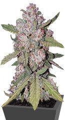 Stardawg Auto fem (FastBuds)