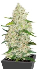 Think Big Auto fem (Dutch Passion)