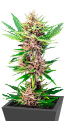 Amnesia Zkittlez Auto fem (FastBuds)