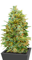 Auto Do-Si-Dos Cookies fem (00 Seeds)