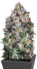 Dutch Kush fem (Paradise Seeds)