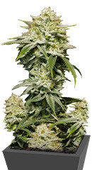 Gorilla Cookies FF fem (FastBuds)