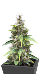 Auto White Widow fem (Dutch Passion)