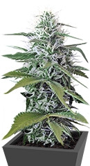 Blue Mystic (Blueberry) regular (Nirvana Seeds)