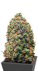 Bruce Banner (Monster Genetics) семена конопли