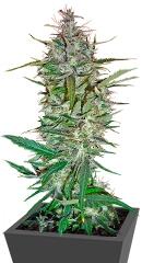 C13 Haze fem (DNA Genetics)