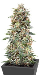 California Kush fem (00 Seeds)