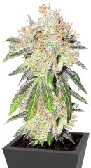 Deep Neville regular (Medical Seeds)