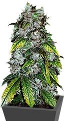 Good Wild Shark fem (Bulk Seed Bank)