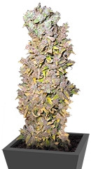 Northern Lights fem (Nirvana Seeds)