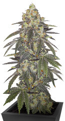 Nutter Budder fem (Humboldt Seed Company)