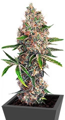 OG Kush fem (Dinafem Seeds)