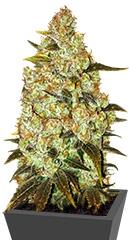 Psychedelic fem (Bulk Seed Bank)