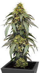 Polar Gelato by Sherbinskis fem (Silent Seeds)