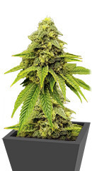 Purple OG Punch fem (Dutch Passion)