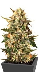 Mother Gorilla (Royal Madre) fem (RQS)