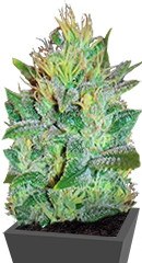 Sweet Black Angel fem (Samsara Seeds)