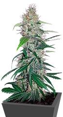 Shiva Skunk fem (Sensi Seeds)