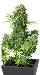 StarRyder Auto fem (Dutch Passion)