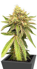 Watermelon Zkittlez Fast Version fem (Easy Grow Seeds) семена конопли