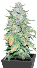 Afghan Kush X Yumbolt fem (World of Seeds)