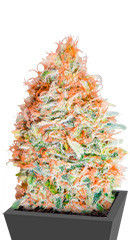 Banana Cookies fem (Advanced Seeds)