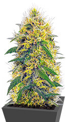 Big Bud fem (Vision Seeds)