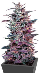 Bloody Skunk Auto fem (Sweet Seeds)