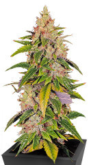 Bruce Banner #3 Auto fem (Herbies Seeds) семена конопли