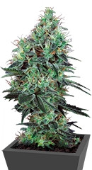 Electric Lemon G regular (TH Seeds)