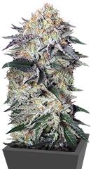 Lemon Garlic OG fem (Humboldt Seeds)