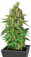 Moby Dick CBD fem (Dinafem Seeds)