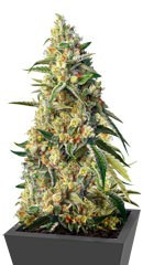 Sweet Amnesia Haze fem (Sweet Seeds)