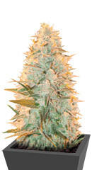 Amnesia Flash (Amnesia Hash) fem (Anesia Seeds)