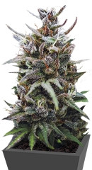 Baby Boom Auto fem (Kannabia Seeds)